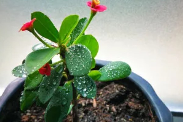 铁海棠为何叶子发黄，可能是过度浇水、光照不适等因素所致