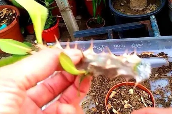 铁海棠为何叶子发黄，可能是过度浇水、光照不适等因素所致