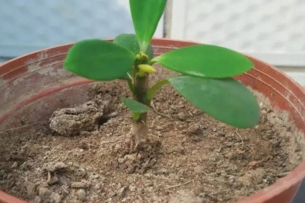 铁海棠为何叶子发黄，可能是过度浇水、光照不适等因素所致