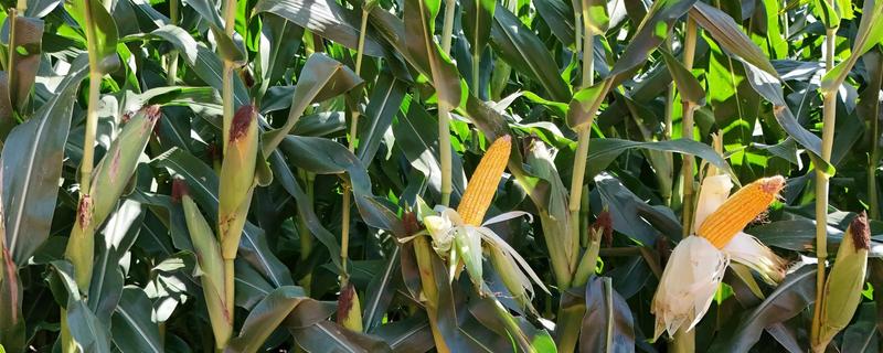 黑龙江的玉米品种，有克玉17、鑫科玉1号等