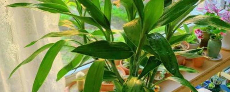 富贵竹如何水改土养，选择较浅的陶盆作为花盆