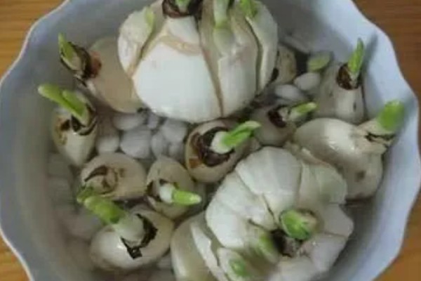 水仙叶子耷拉的原因，可能是缺少光照、水分不足等因素所致