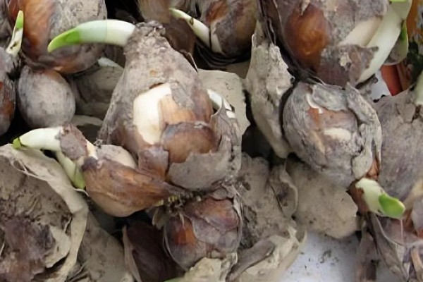 水仙叶子耷拉的原因，可能是缺少光照、水分不足等因素所致