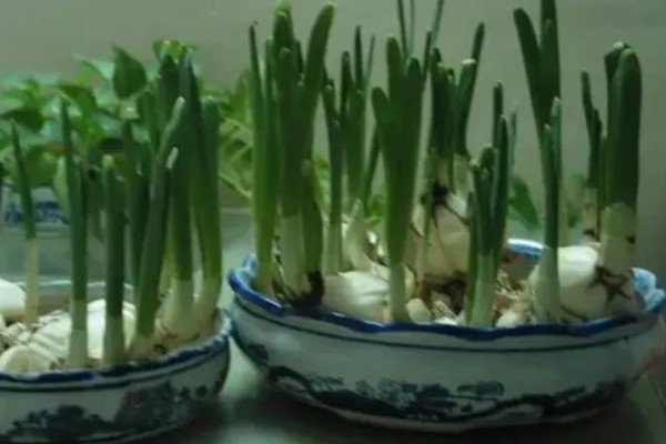 水仙叶子耷拉的原因，可能是缺少光照、水分不足等因素所致