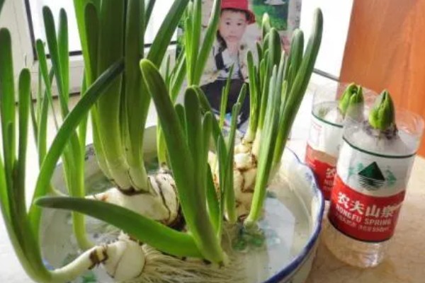 水仙叶子耷拉的原因，可能是缺少光照、水分不足等因素所致