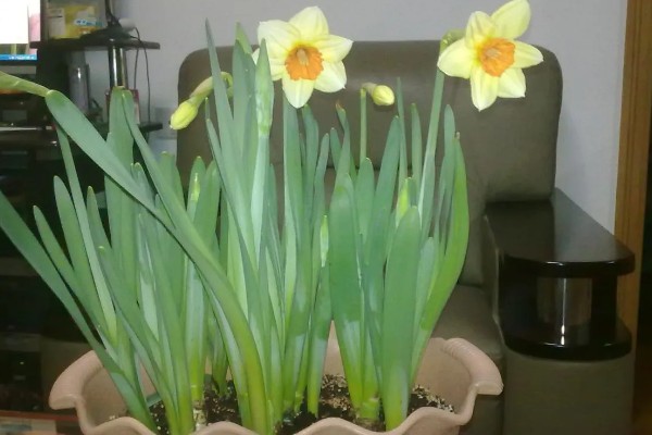 水仙叶子耷拉的原因，可能是缺少光照、水分不足等因素所致