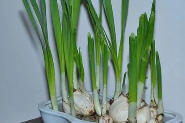 水仙叶子耷拉的原因，可能是缺少光照、水分不足等因素所致