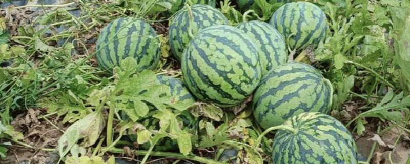 西瓜的上市时间，不同品种的熟期有区别