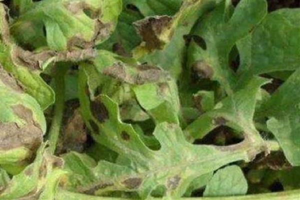 秧苗立枯病有哪些症状,幼芽或者幼根会变成褐色