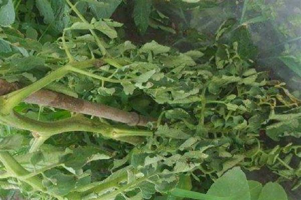 秧苗立枯病有哪些症状,幼芽或者幼根会变成褐色