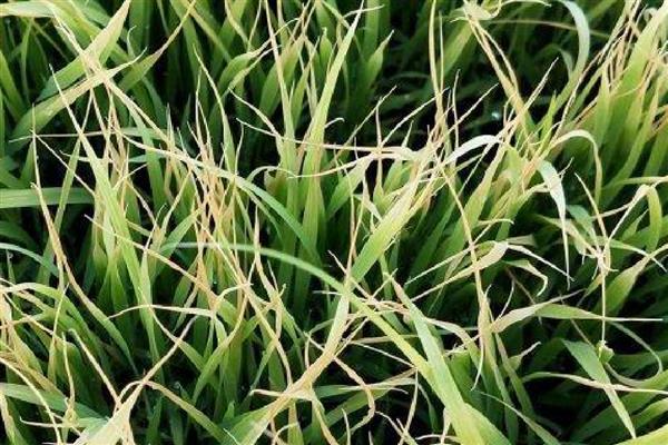 秧苗立枯病有哪些症状,幼芽或者幼根会变成褐色