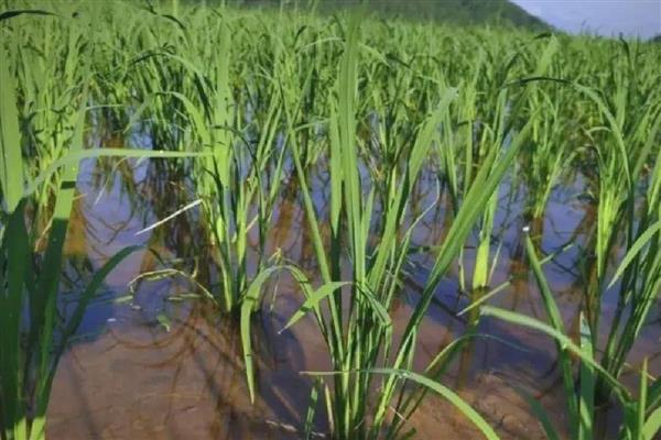 秧苗立枯病有哪些症状,幼芽或者幼根会变成褐色