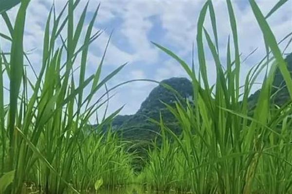 秧苗立枯病有哪些症状,幼芽或者幼根会变成褐色