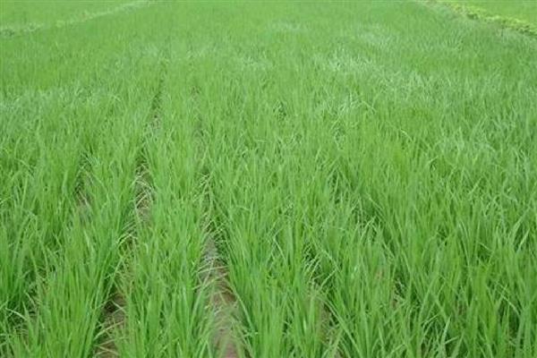 秧苗立枯病有哪些症状,幼芽或者幼根会变成褐色