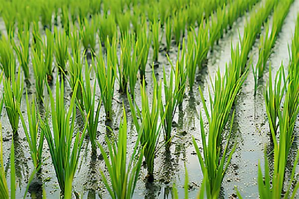 秧苗立枯病有哪些症状,幼芽或者幼根会变成褐色