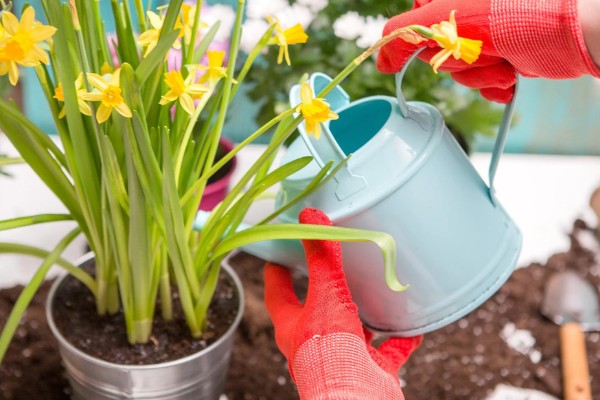 水仙叶子耷拉的原因，可能是缺少光照、水分不足等因素所致