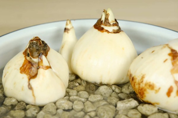 水仙叶子耷拉的原因，可能是缺少光照、水分不足等因素所致