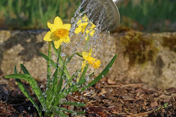 水仙叶子耷拉的原因，可能是缺少光照、水分不足等因素所致