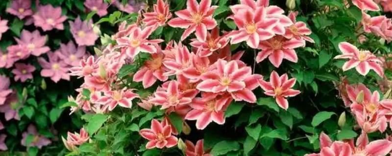 老来俏花如何繁殖，可播种也可扦插