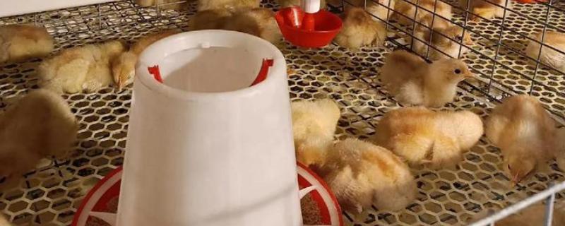 冬季鸡舍怎么防潮，勤换垫草可保持干燥