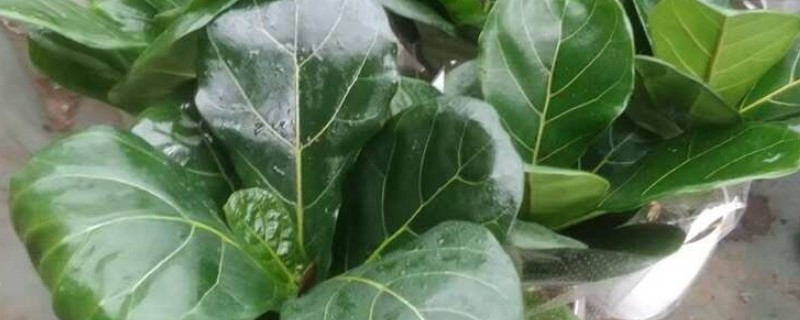 哪些大盆植物适合放在客厅，琴叶榕、龟背竹等品种值得选择