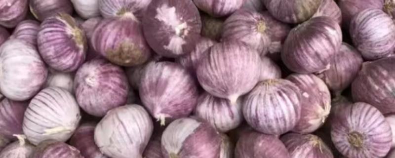 独头蒜的种植技术，可选早熟、瓣小的蒜种进行播种