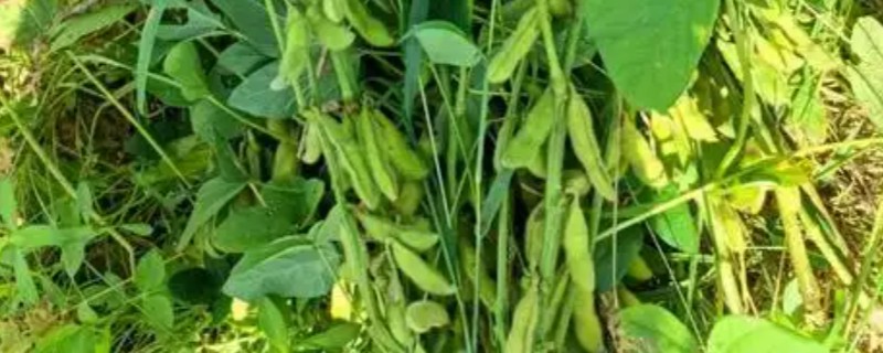毛豆的收获时间，北方地区一般在秋季收获