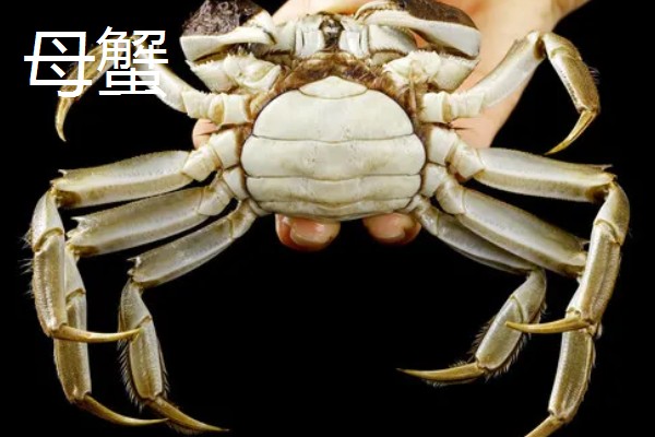 大闸蟹要买公的还是母的，二者的黄金食用时间不同