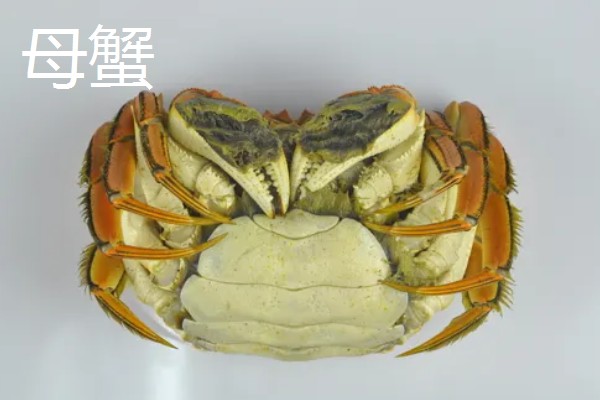 大闸蟹要买公的还是母的，二者的黄金食用时间不同