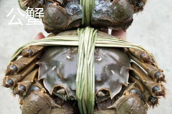 大闸蟹要买公的还是母的，二者的黄金食用时间不同