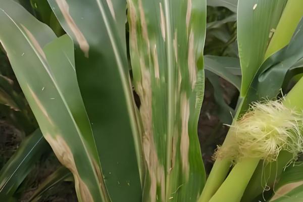 玉米病害的发生特点,不同病害的特点不同