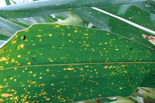 玉米病害的发生特点,不同病害的特点不同