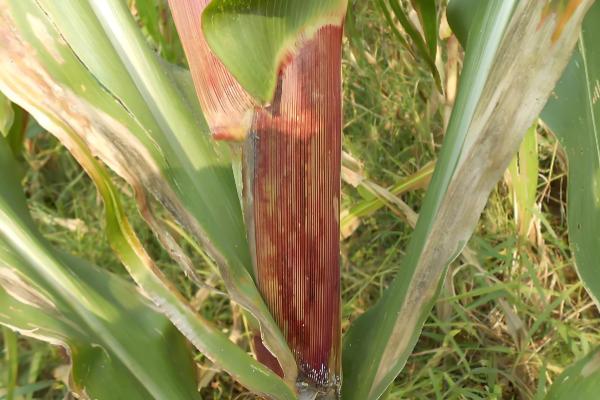 玉米病害的发生特点,不同病害的特点不同