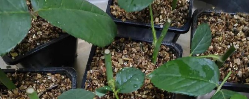 月季剪枝插土的时间，春季和秋季均可扦插