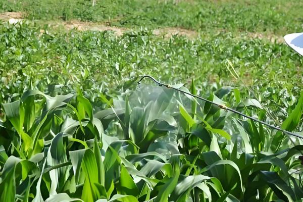 玉米病害的发生特点,不同病害的特点不同