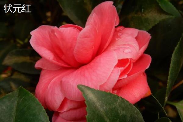 茶花的品种,推荐状元红、金花茶等
