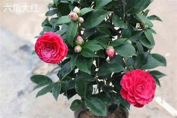 茶花的品种,推荐状元红、金花茶等