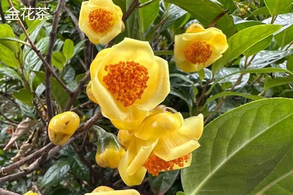 茶花的品种,推荐状元红、金花茶等
