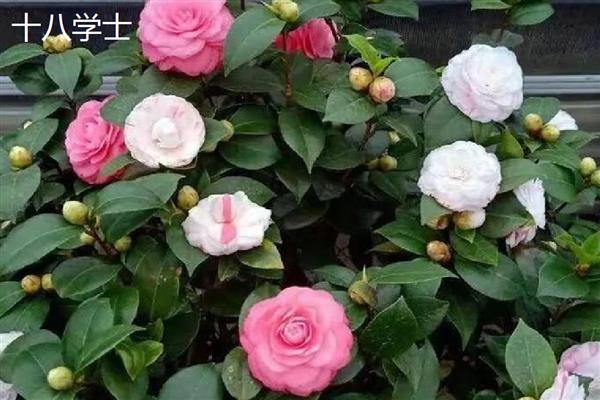 茶花的品种,推荐状元红、金花茶等