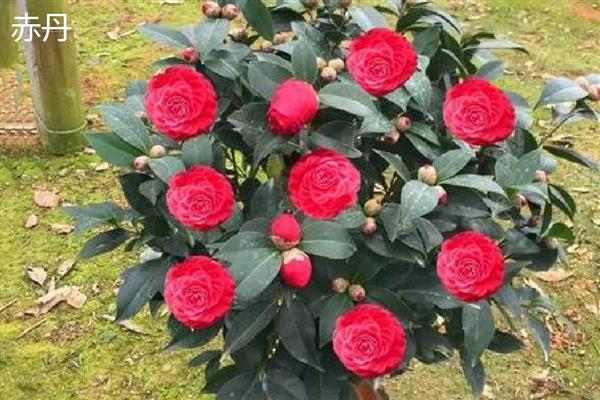 茶花的品种,推荐状元红、金花茶等