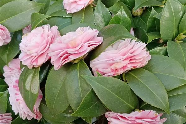 茶花的品种,推荐状元红、金花茶等