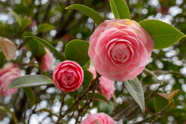 茶花的品种,推荐状元红、金花茶等