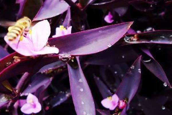 紫罗兰能不能水培,正常情况下每周换一次水