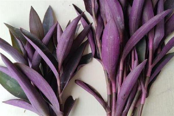 紫罗兰能不能水培,正常情况下每周换一次水