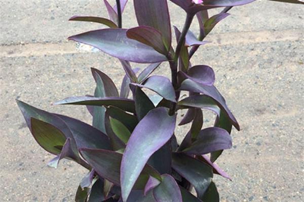 紫罗兰能不能水培,正常情况下每周换一次水