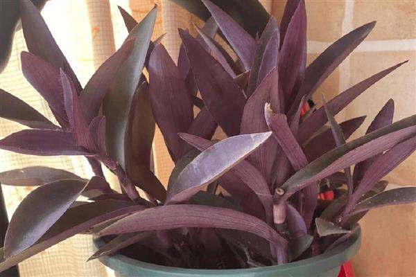 紫罗兰能不能水培,正常情况下每周换一次水