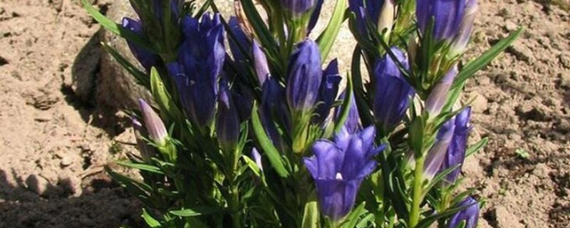 龙胆草怎么种植，株距保持在5-6厘米