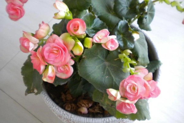 怎么养四季海棠,施肥要点在于薄肥多施