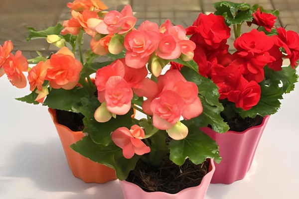 怎么养四季海棠,施肥要点在于薄肥多施