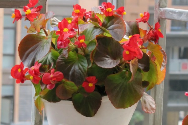 怎么养四季海棠,施肥要点在于薄肥多施